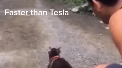 😂 Dog Faster Than Tesla