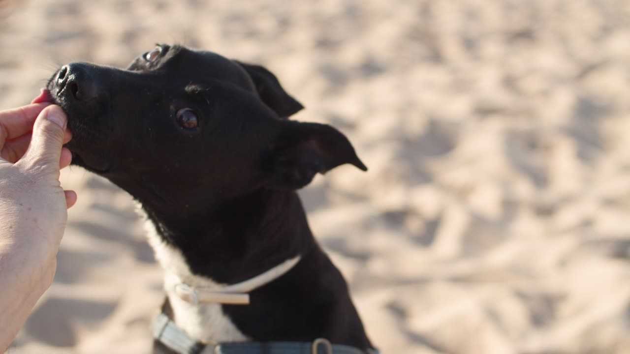 E Up Video of Person Feeding a Dog