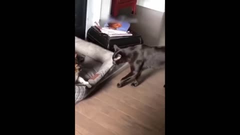 Funniest Cats and Dogs