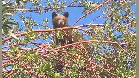 Bears Climb Apple Tree for a Snack