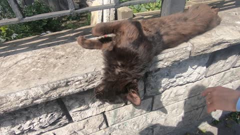 Black and brown cat is lying by the fences