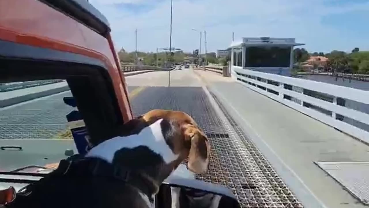 Having a great time riding around looking for new adventures #lovedogs #beagleslife #shorts