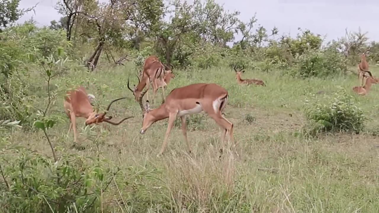 IMPALA FIGHT