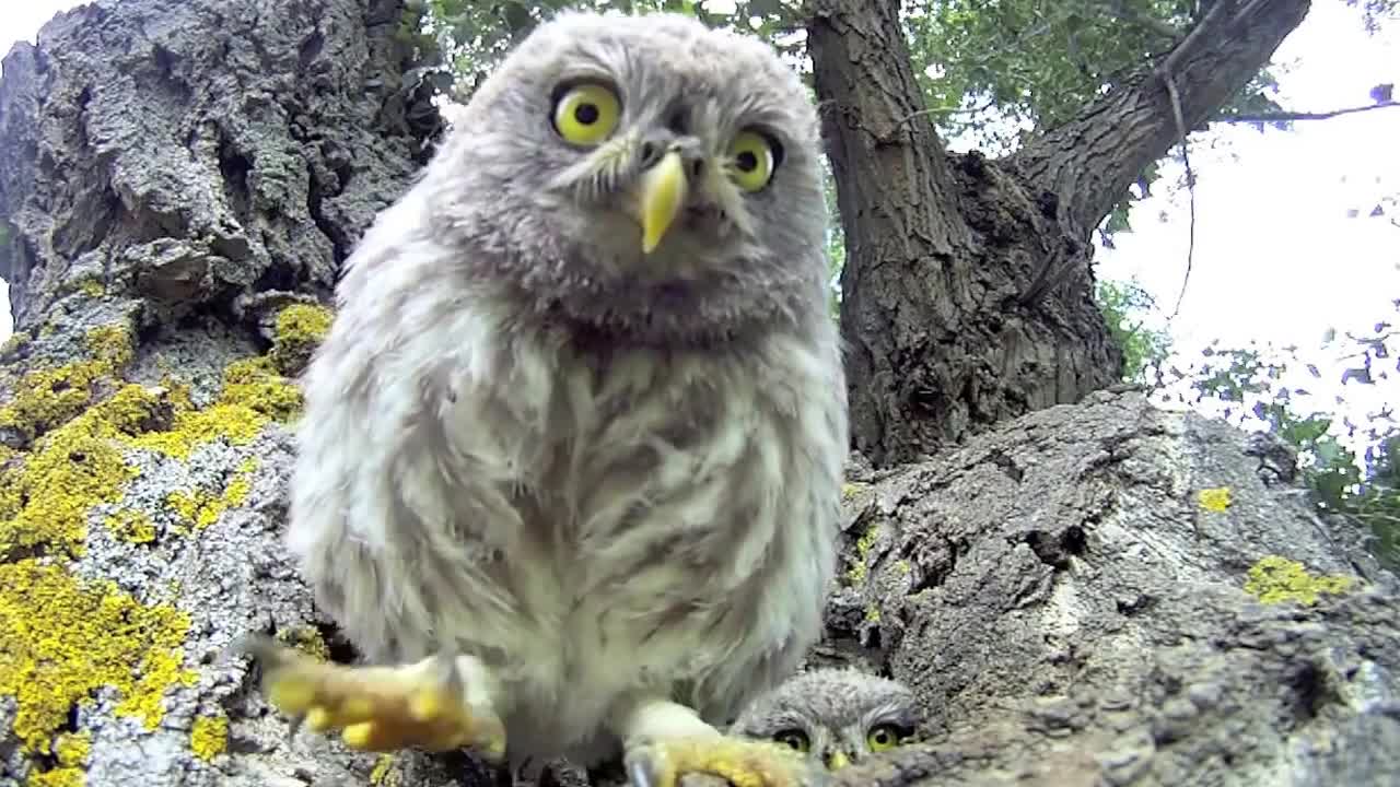 GoPro Baby Owls