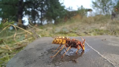 Breathtaking Flight Maneuvers of Hornets in Slow Motion