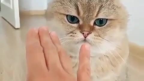 cat bite!!!