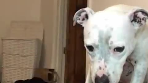 super funny dog video from tiktok