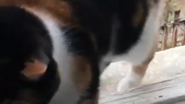 Cat meowing sound 🤣😍🤣😍🤣