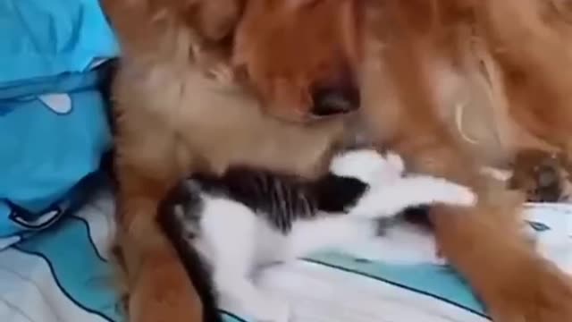 Cat and dog Frienship,cat and dog pure love