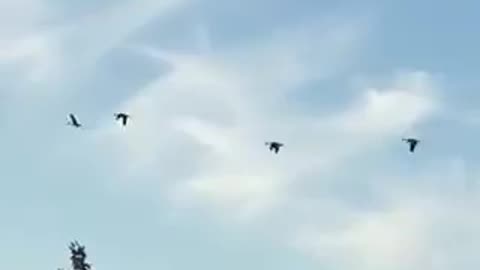 Nature and bird: Synchronized four geese-a-flying