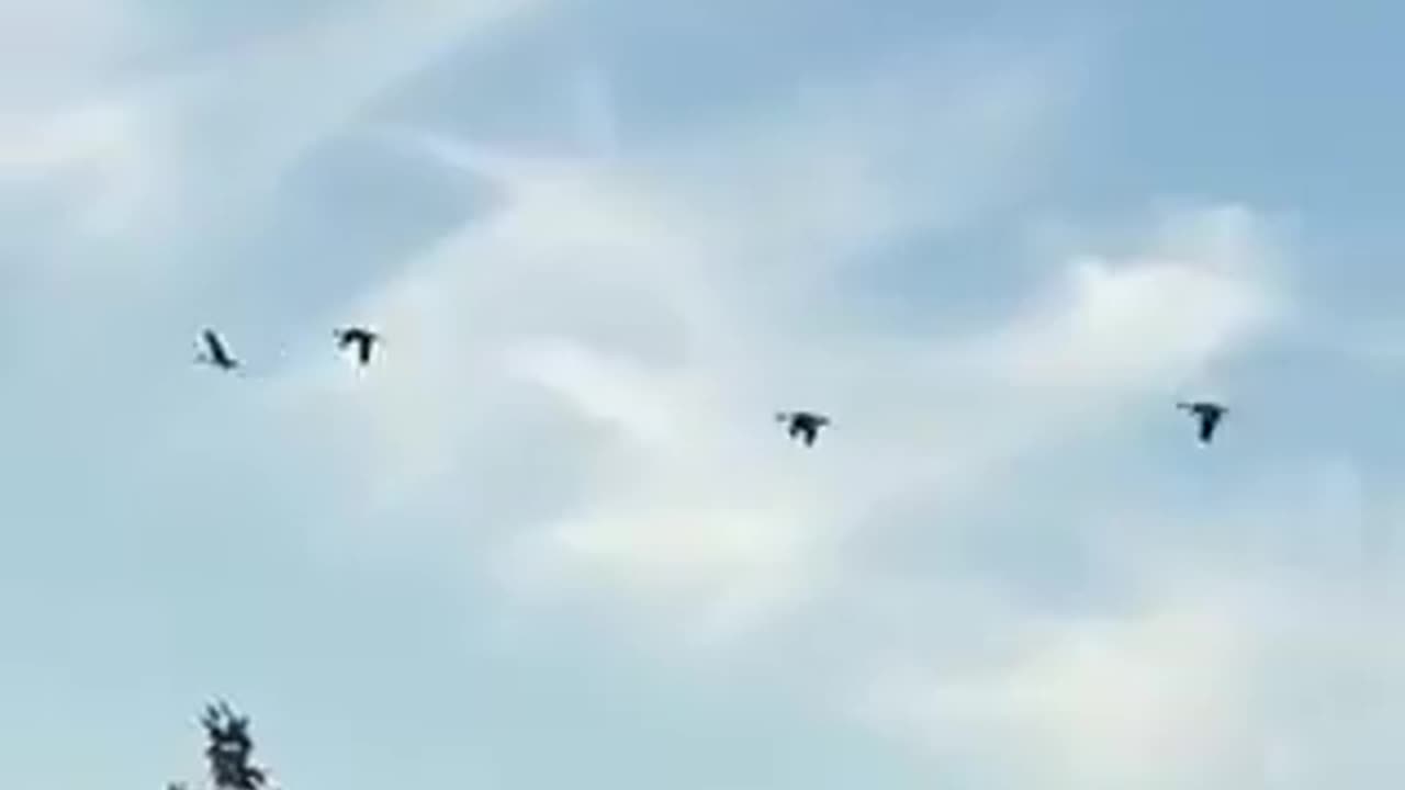Nature and bird: Synchronized four geese-a-flying