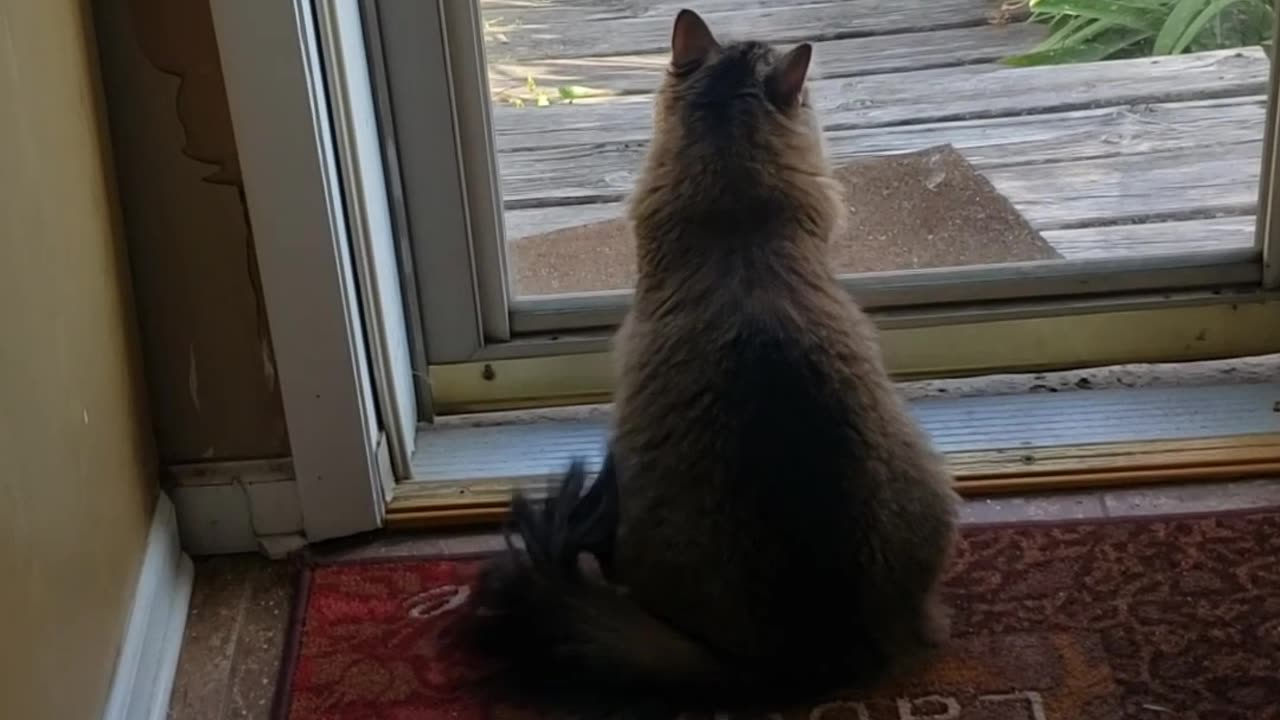 Petunia Loves To Look Out The Door