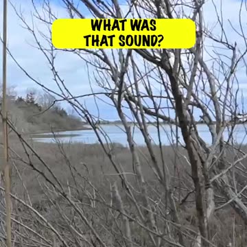 WHAT NOISE DID SHE MAKE? #explore