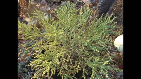 Foot Tappin Fun Giant Sequoia Dec 2022