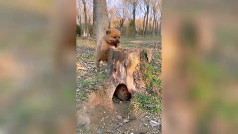 The dog found a rabbit in the hole of the tree