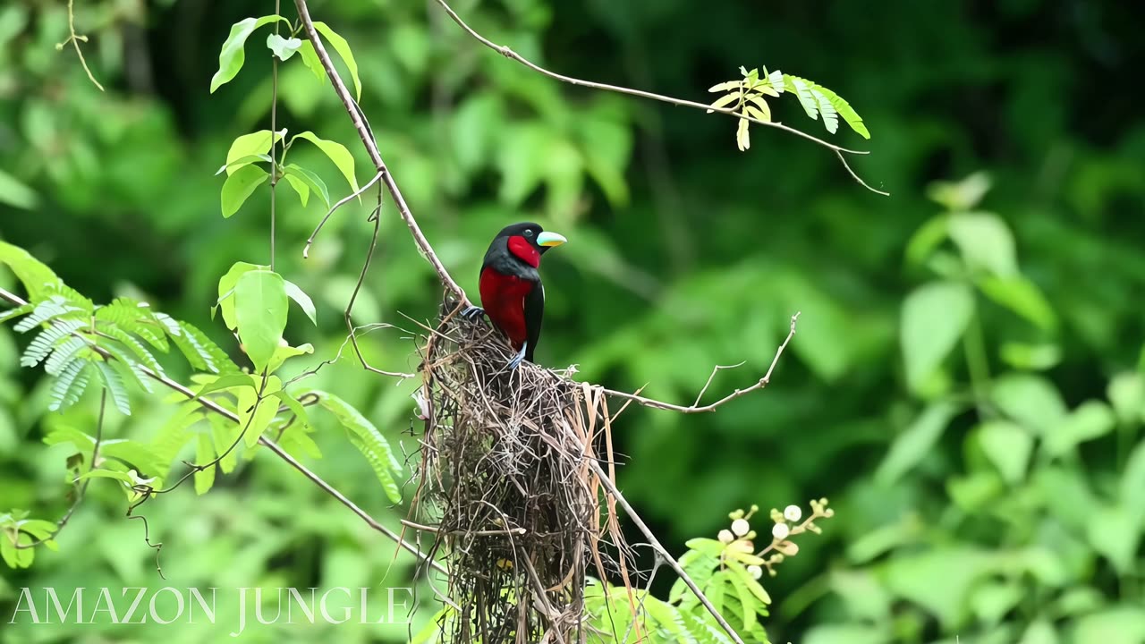 Black and Red Broadbill: Exclusive Amazon Jungle Footage 🌿 | Must-See Wildlife 🐦