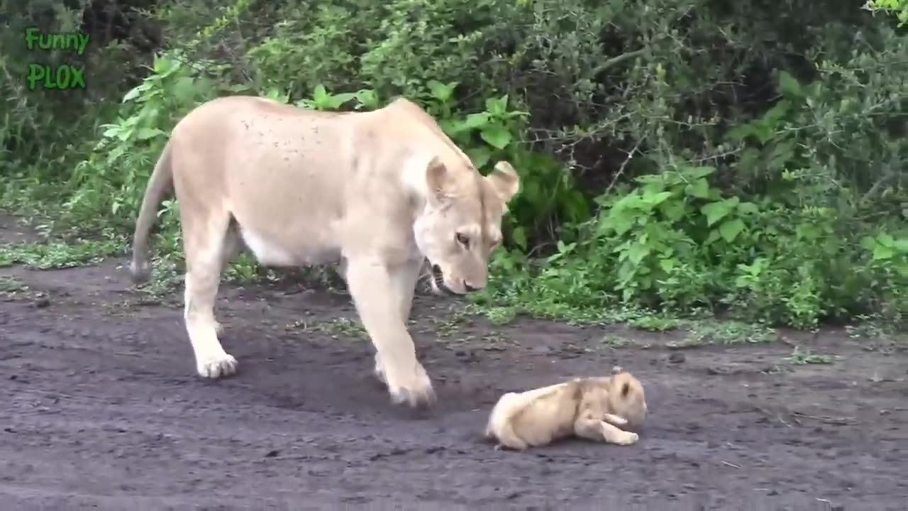 Cute lion babies videos