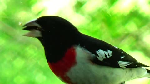 Rose-breasted Grosbeak