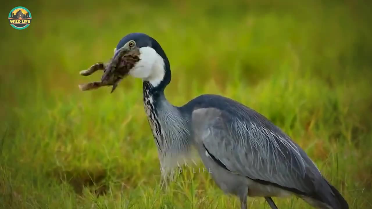 Horrible Herons Hunting Their Favorite Prey