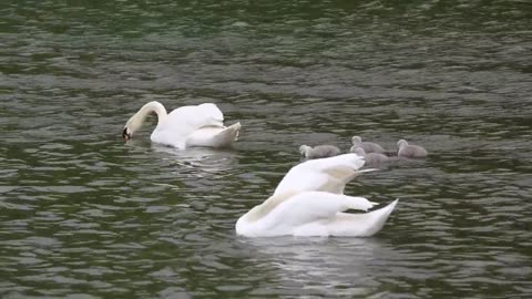 See the beauty of a bird swans