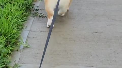 My Dog Makes This Walk On A Rainy Day so Satisfying! 🐶🐕