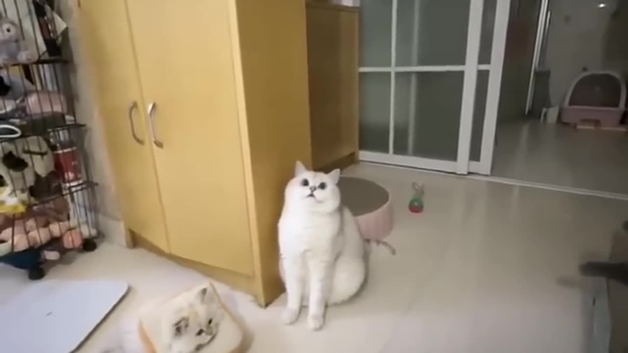 Funny and cute cat video #tranding#viral