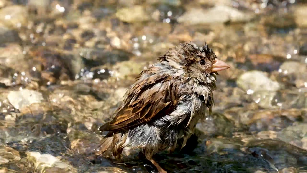 Bird bathing