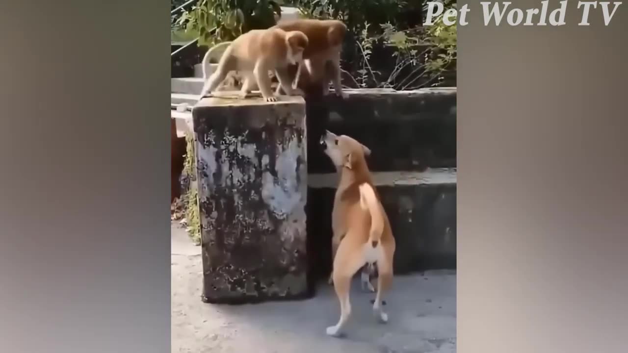 laugh from your heart and joy