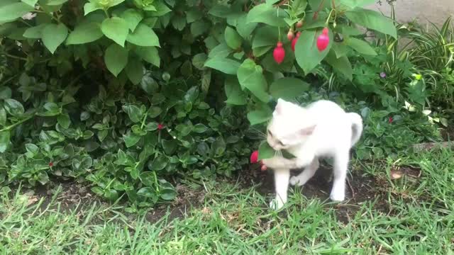 GATINHO com suas brincadeiras nos acalmam