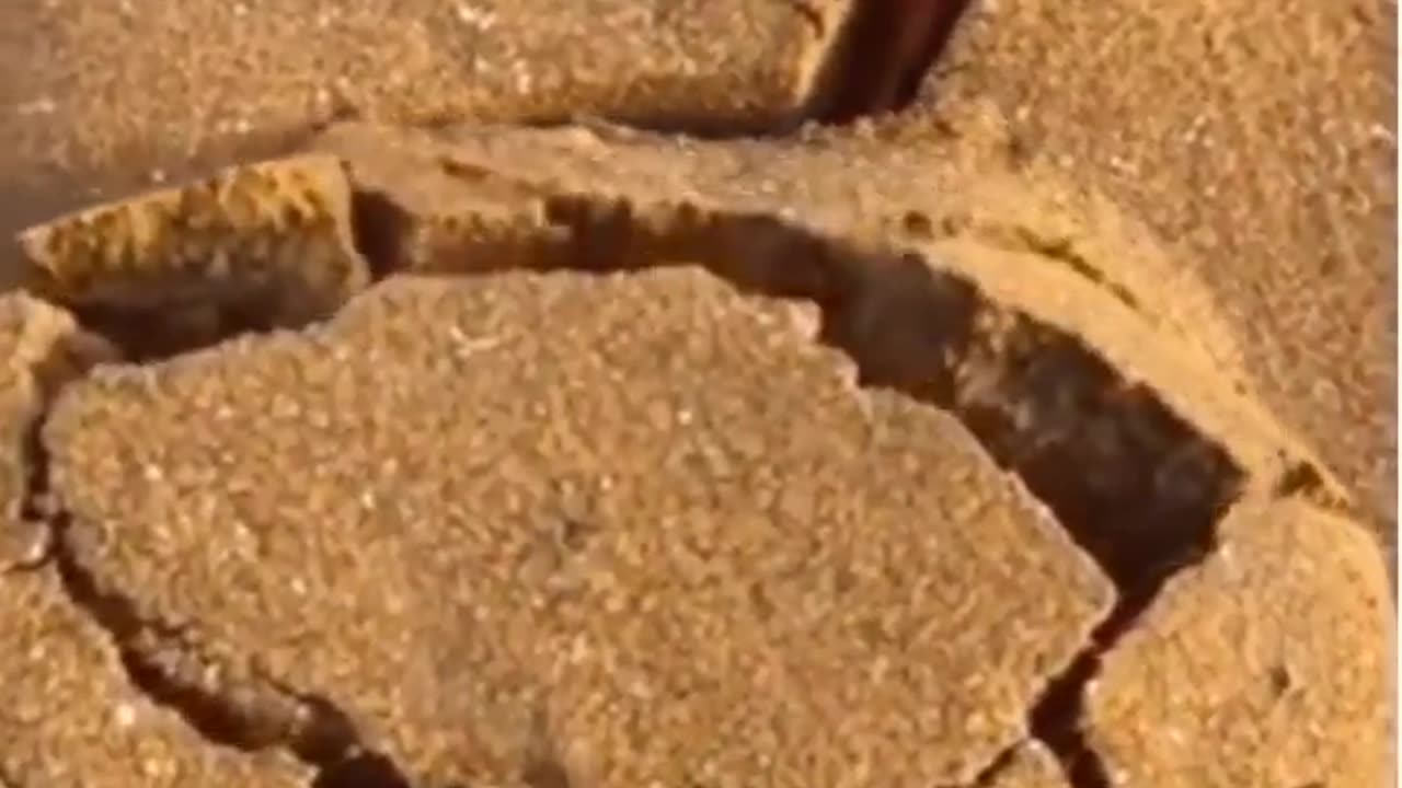 Top 100 Viral Videos of the Year
