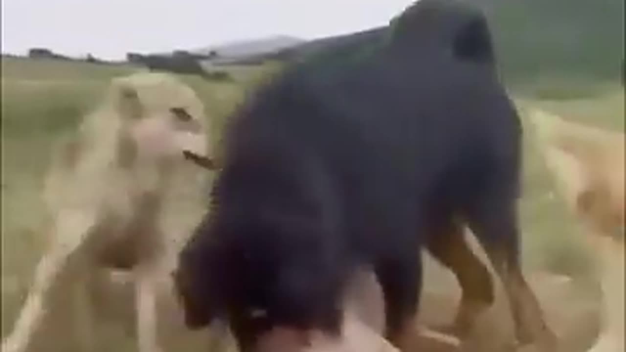 Mastiff Is The Alpha Of The Wolf Pack