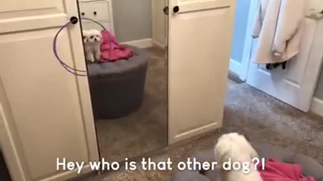 cute funny dogs