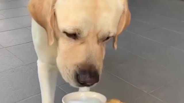 Cute dog swimming 🏊♂️