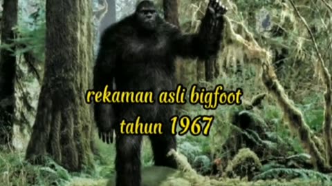 BIG FOOT IN INDONESIA