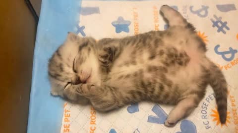 The kitten sleeps very comfortably