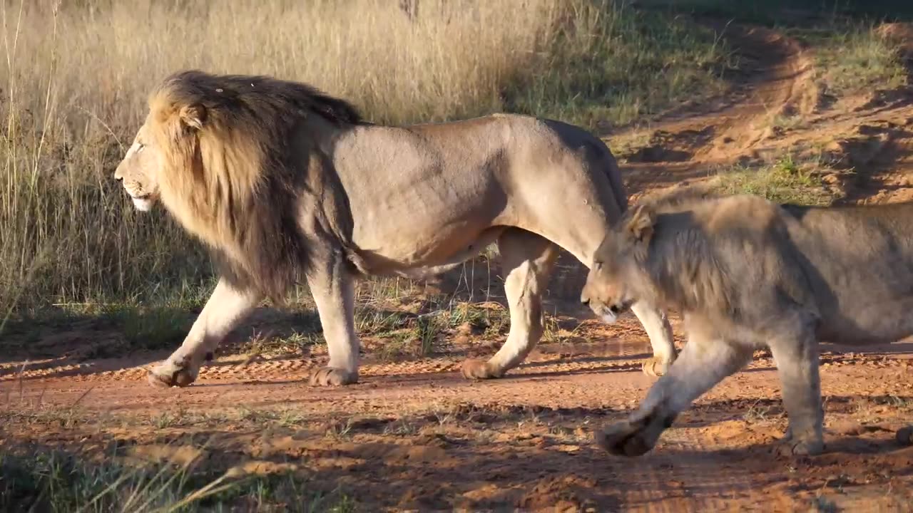 Lion Herd Spotted!!