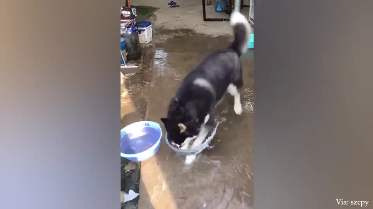 Cute Dog Funny Video Viral Dog Moments || Dog lovers || Dog lovers 😂😂😍😍