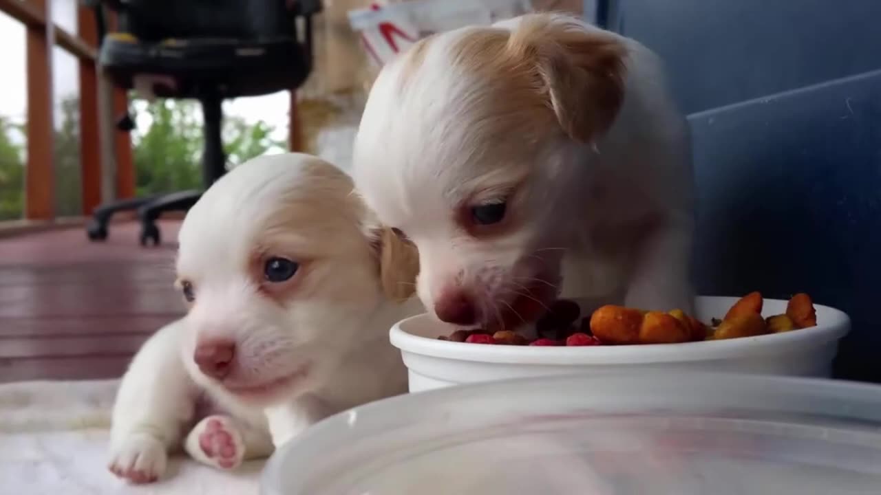 Happiest puppy having breakfast