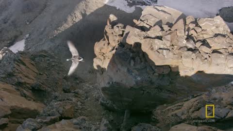 Arctic Geese Chicks Jump Off Cliff to Survive | Hostile Planet
