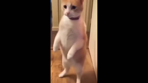 COMEDY VIDEO CATS AND DOGS |2024|