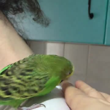 The love bird stands on the shoulder of its owner and sings in a very beautiful voice