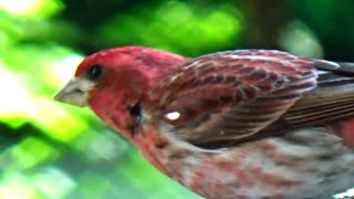 Purple Finch