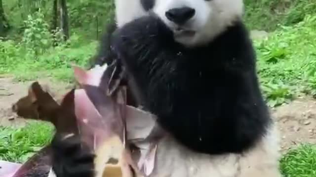 panda