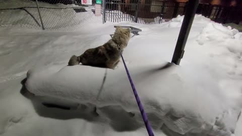 Pixie's 24th Day With Drew - Caucasian Ovcharka Dog - Caucasian Shepherd