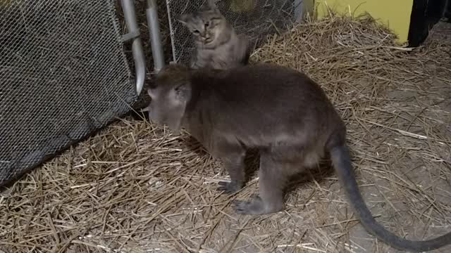 Cat vs Monkey wrestling match