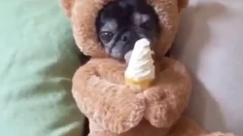 Cute dog eating icecream