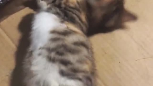 May be will for the future#cat #pet #catsoftiktok #cute#fyp