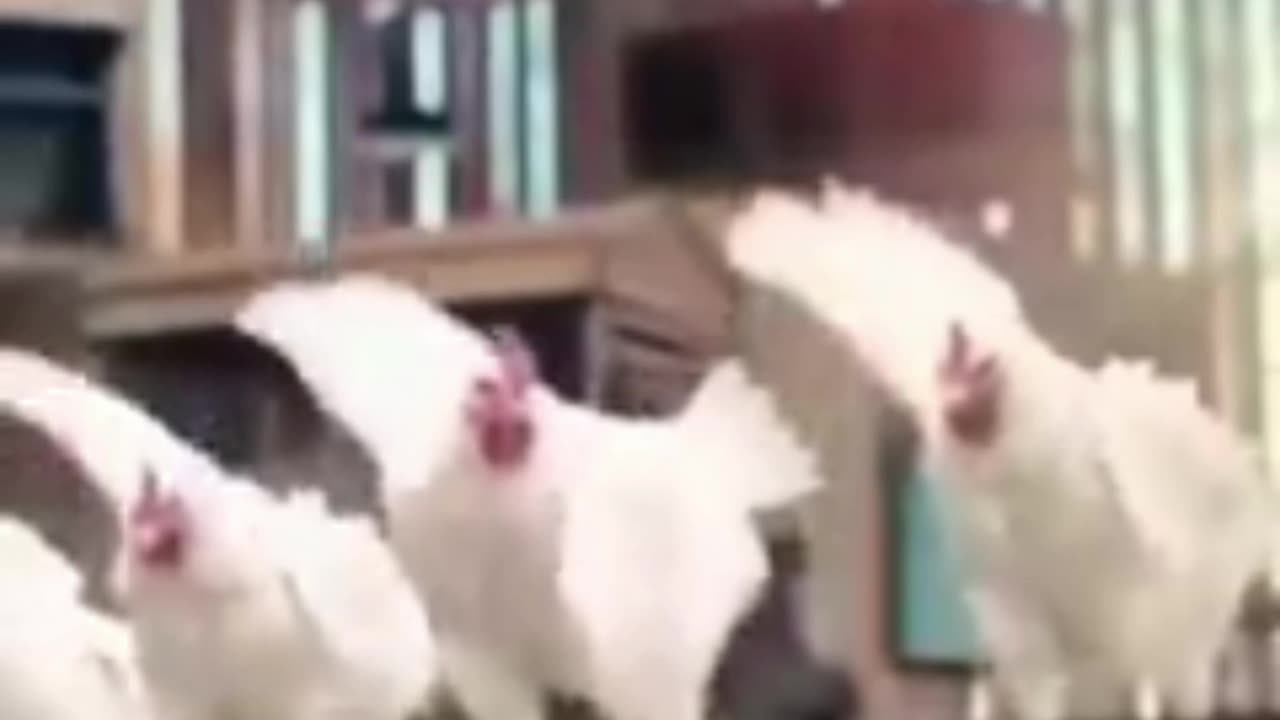 Ever wondered what chickens do you are not watching