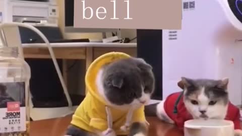 Cats can be as smart as dogs😺😺