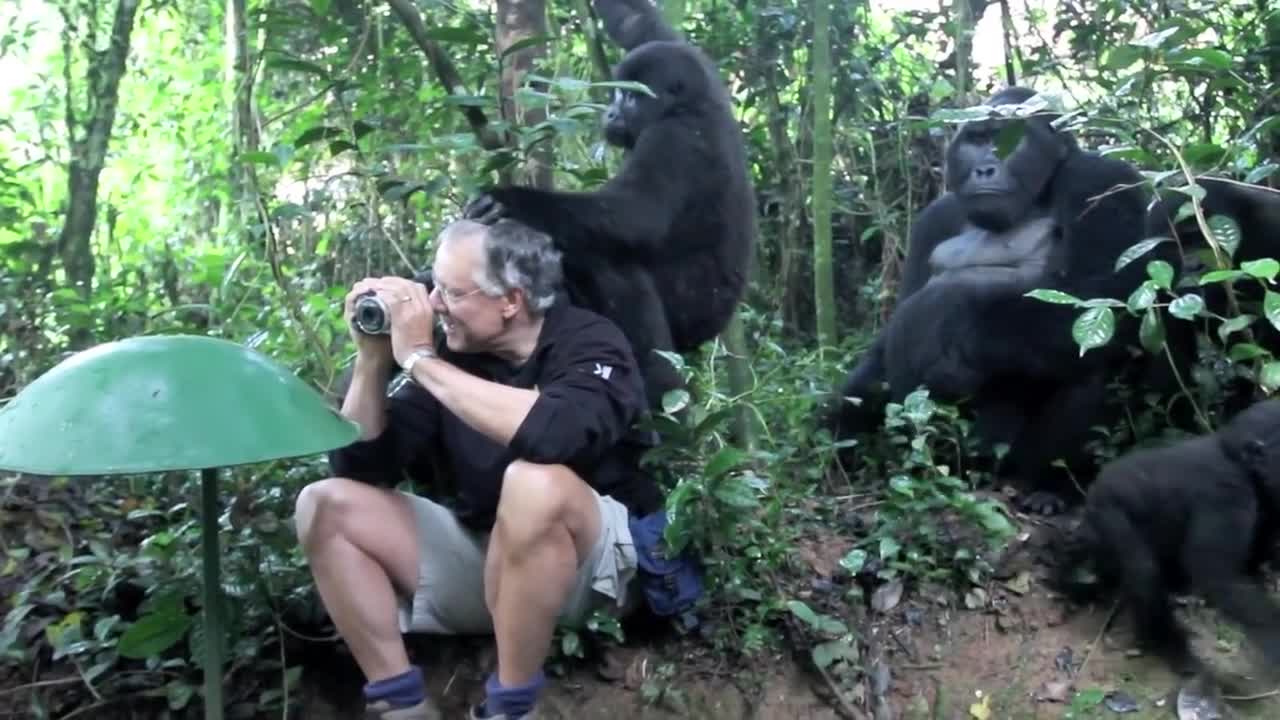 Touched by a Wild Mountain Gorilla (short)